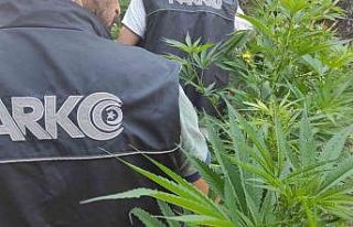 İzmir’de uyuşturucu tacirlerinin tarlasına baskın