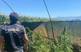 İzmir’de uyuşturucu tarlaları dron ile tespit...