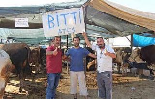 İzmir’deki kurban pazarlarında hayvanların büyük...