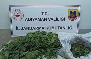 Jandarma, kenevir bitkisi ve esrar maddesi ele geçirdi