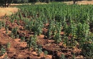 Jandarma uyuşturucuya geçit vermiyor