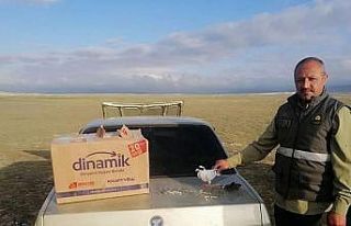 Kaçak avcıların yöntemi pes dedirtti