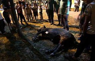 Kaçan danayı kurban yakalama timi yakaladı