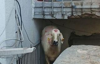 Kaçan kurbanlık yakalandı, sahibi kayıp