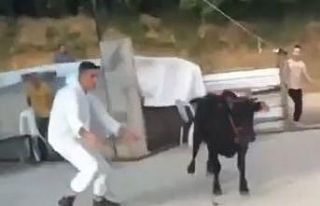 Kaçan kurbanlıklar hem sahiplerine hem vatandaşlara...