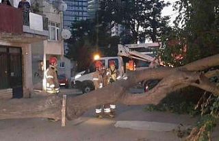 Kadıköy’de dut ağacı kökünden koparak devrildi