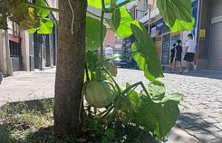 Kaldırımda yetişen kabak görenleri şaşırtıyor