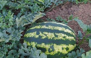 Kandıra karpuzu festivalle tanıtılacak