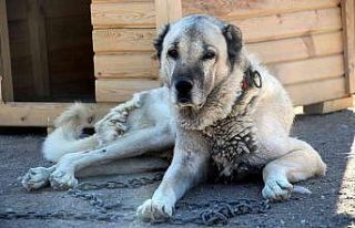 Kangallar İsviçre’de gündem oldu, uzmanı iddiaları...