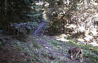 Karabük ormanlarındaki yaban çeşitliliği fotokapanla...