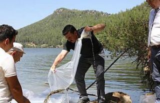 Karacaören Barajına 115 bin balık bırakıldı