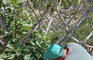 Karacasu’da ’teke böceği’ alarmı sürüyor