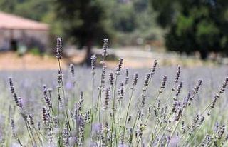 Karaova’da lavanta hasadı başladı
