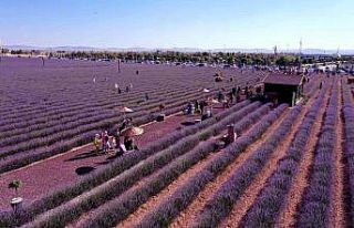 Karatay Lavanta Bahçesi kapılarını vatandaşlara...