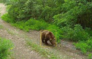 Kastamonu’da yaban hayvanları fotokapanda