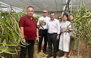 Kaymakam Şahin ’pitaya’ üreticilerini yalnız...