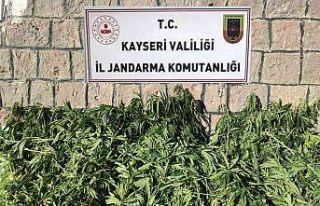 Kayseri’de bin 125 kök kenevir ele geçirildi