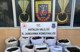 Keçiboynuzu hırsızları suçüstü yakalandı