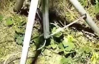 Kedi yavruları 15 metrelik kuyudan kurtarıldı