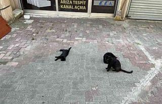 Kediye saldırmak isteyen köpek, hayatının şokunu...