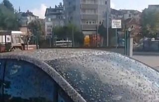 Kelebekler o ilçeyi istila etti