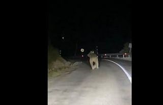 Kemaliye’de boz ayı yola indi