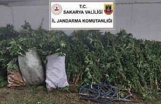 Kenevir ekimi yapan 3 şüpheli jandarma ekiplerince...