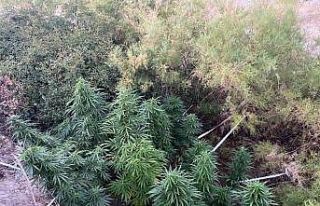 Kenevir tarlasını sularken suçüstü yakalandı