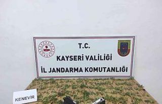 Kenevir yetiştiren şahıslara gözaltı