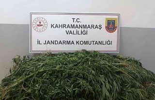 Kenevir yetiştiren şüpheli gözaltına alındı