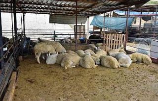 Kepez’in kurban pazarları hazır