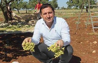 Kilis’te ’Boz’ fıstık hasadı başladı