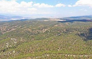 Kilis’te orman denetimi