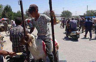 Kilis’te vatandaşlar kurbanlıklarını motosikletle...