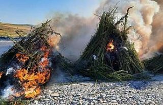Kırklareli’nde ayçiçeği tarlasına gizlenmiş...