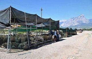 Konyaaltı’nda ücretsiz ve randevulu kurban kesimi