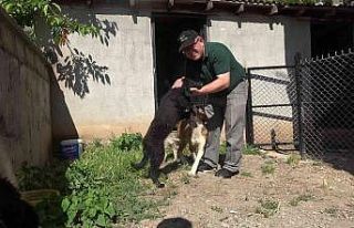 Köpeklerini bulana 5 bin TL ödül verecek