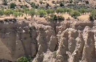 Koruma altındaki dağ keçileri sürü halinde görüntülendi