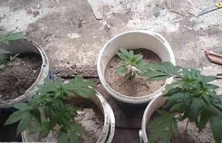 Kovalarda kenevir üretimine jandarma operasyonu