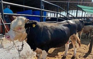 Kurban Bayramı’nda Aydın’da 72 bin 465 baş...