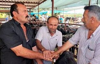 Kurban pazarında kıran kırana pazarlıklar