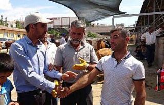 Kurban pazarında pazarlıklar kızıştı