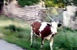 Kurbanlığın firarı 2 gün sürdü