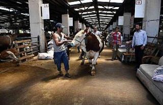 Kurbanlıklar bu ‘TİM’den kaçamayacak
