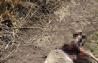 Kurt saldırısında 3 koyun telef oldu