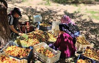 Kuru kayısı ihracatında hedef 500 milyon dolar