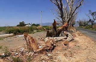 Kuruyan kavak ağaçları endişelendirdi