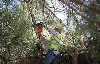 Kütahya’da ağaç bakım çalışmaları