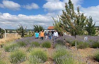 Kütahya’da kadın üreticiden lavanta üretimi