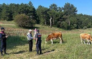 Kütahya’da kayıp büyükbaş hayvanlar dronla...